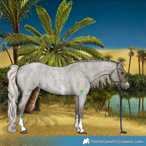 Horse Color:Silver Blue Roan Sabino