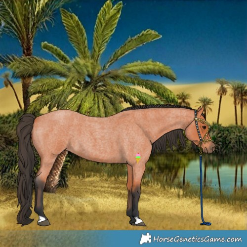 Horse Color:Bay Roan 