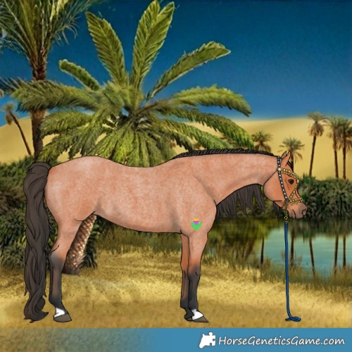 Horse Color:Bay Roan 