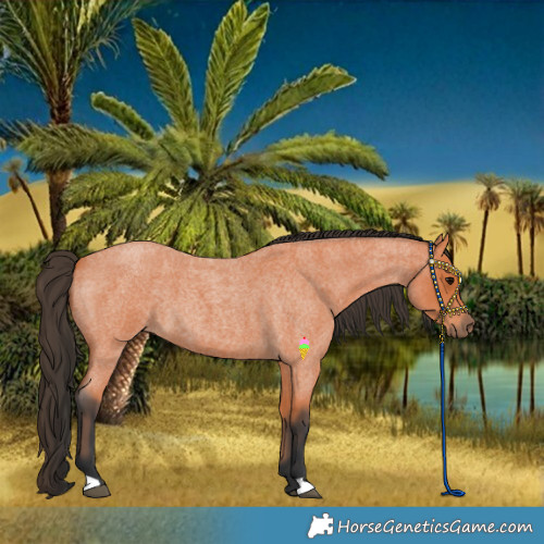 Horse Color:Bay Roan 
