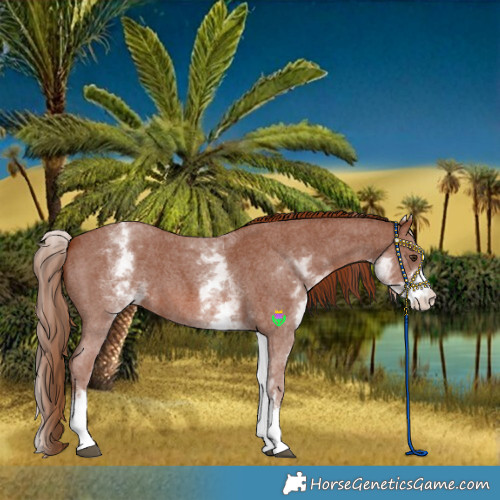 Horse Color:White Spotted Chestnut Sabino