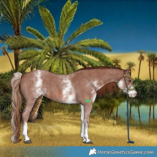 Horse Color:White Spotted Chestnut Sabino 