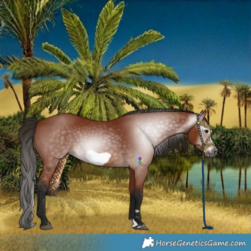 Horse Color:Gray Bay Splash Frame