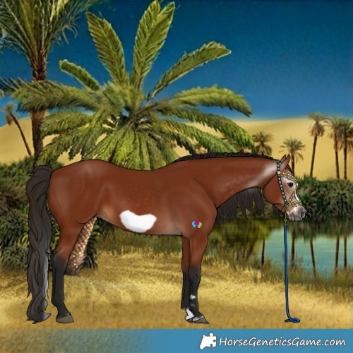 Horse Color:Gray Bay Splash Frame 