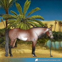 Horse Color:Gray Bay Splash Frame 