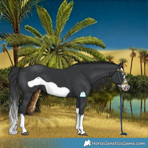 Horse Color:Black Splash Frame 