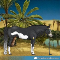 Horse Color:Black Splash Frame
