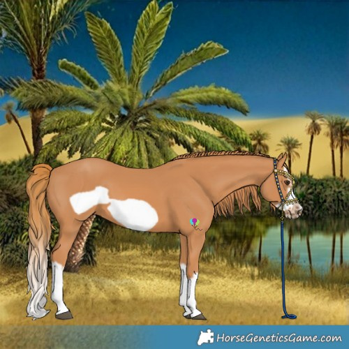 Horse Color:Chestnut Splash Frame 