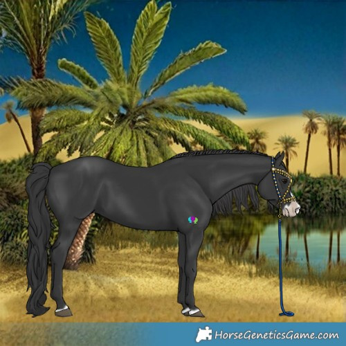 Horse Color:Black Splash Frame