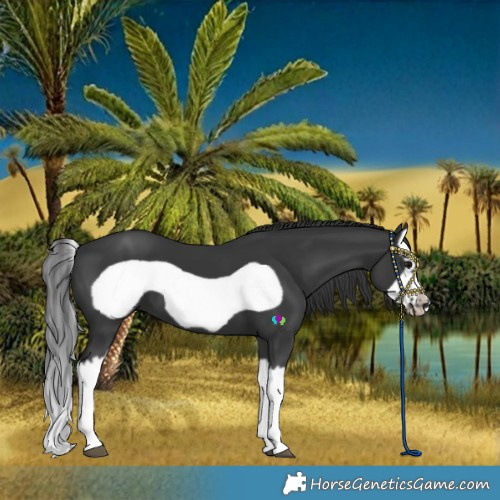 Horse Color:Black Splash Frame