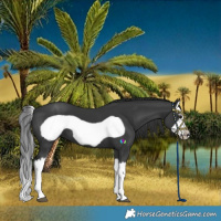 Horse Color:Black Splash Frame