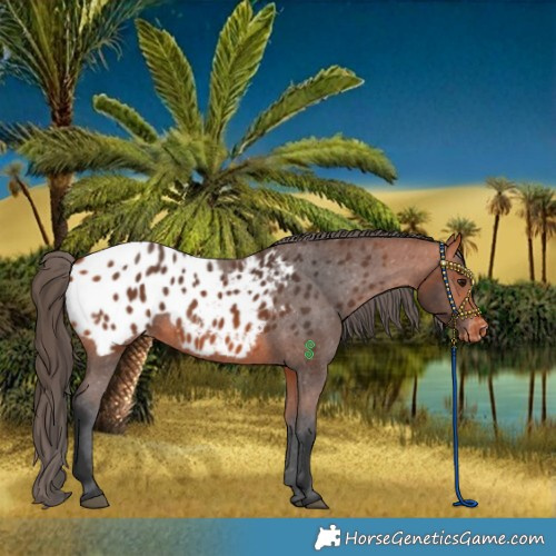 Horse Color:Bay Blanket 