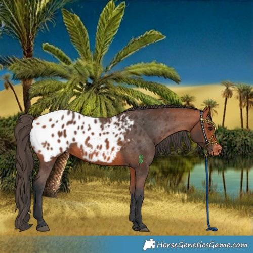 Horse Color:Bay Appaloosa 