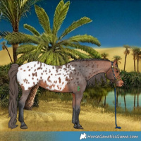 Horse Color:Bay Blanket 