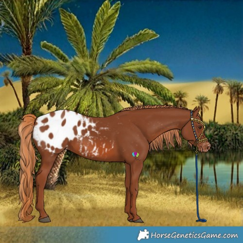 Horse Color:Chestnut Blanket