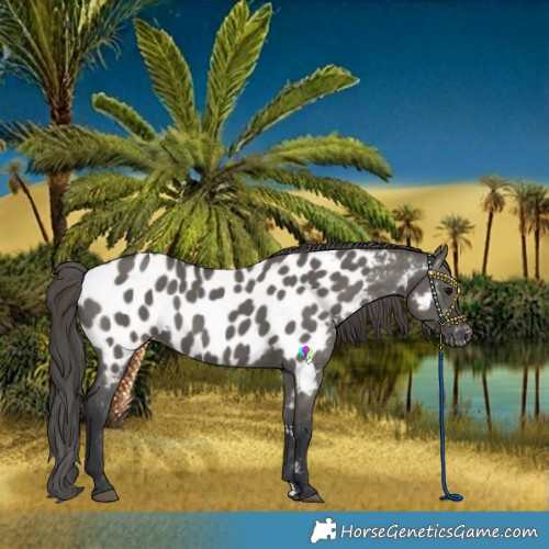 Horse Color:Grullo Near Leopard 
