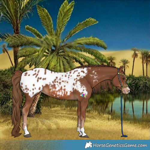 Horse Color:Chestnut Blanket 