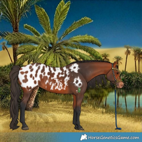 Horse Color:Bay Near Leopard