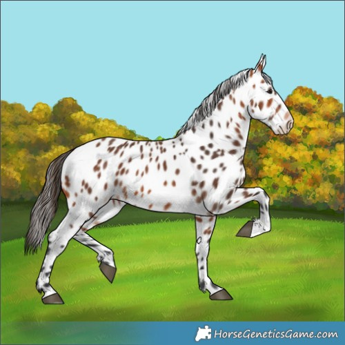 Horse Color:Bay Leopard 