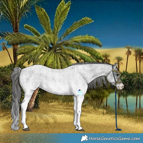 Horse Color:White Spotted Blue Roan Rabicano and White Spotted Blue Roan Varnish Rabicano