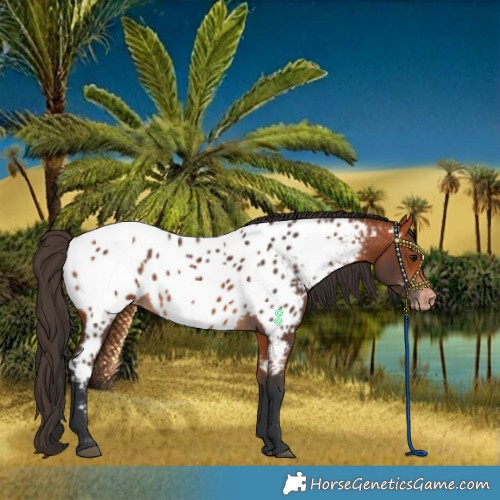 Horse Color:Bay Near Leopard 