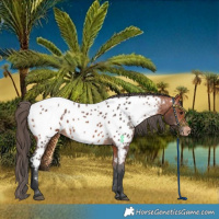 Horse Color:Bay Near Leopard