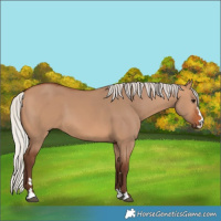 Horse Color:Silver Bay Dun 