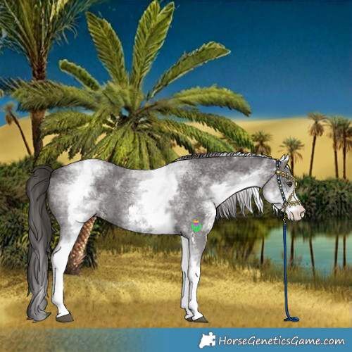Horse Color:White Spotted Liver Chestnut Sabino