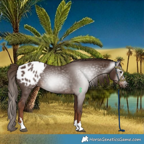 Horse Color:Gray Chestnut Blanket 