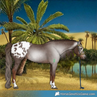 Horse Color:Gray Chestnut Appaloosa