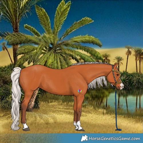 Horse Color:Silver Bay 