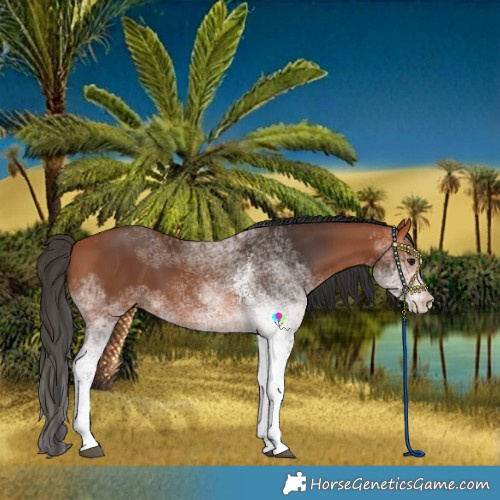 Horse Color:White Spotted Bay