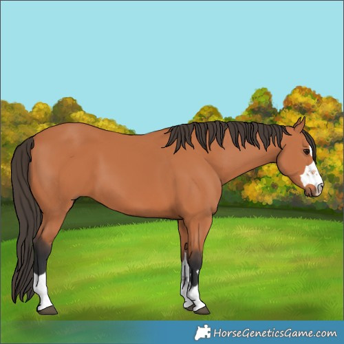 Horse Color:Bay 