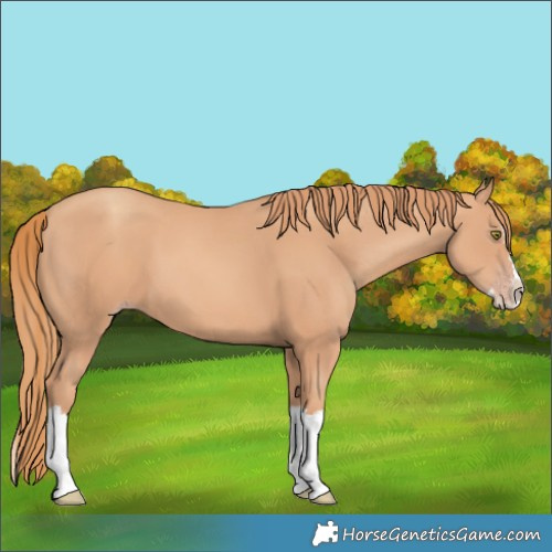 Horse Color:Gold Champagne Splash 