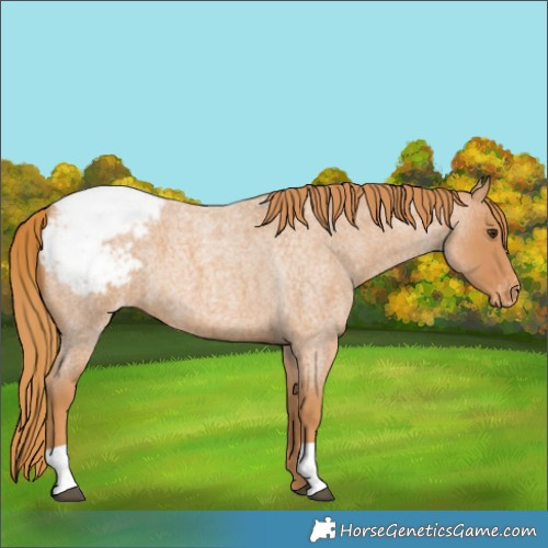 Horse Color:Red Roan Snowcap