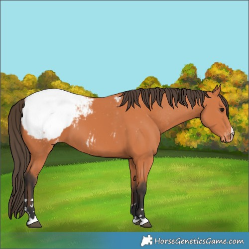Horse Color:Bay Snowcap 