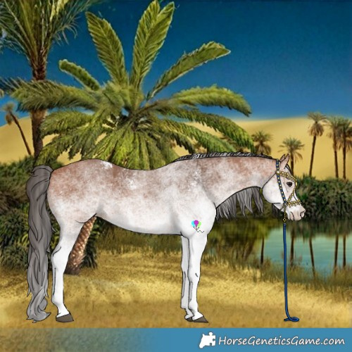 Horse Color:White Spotted Bay
