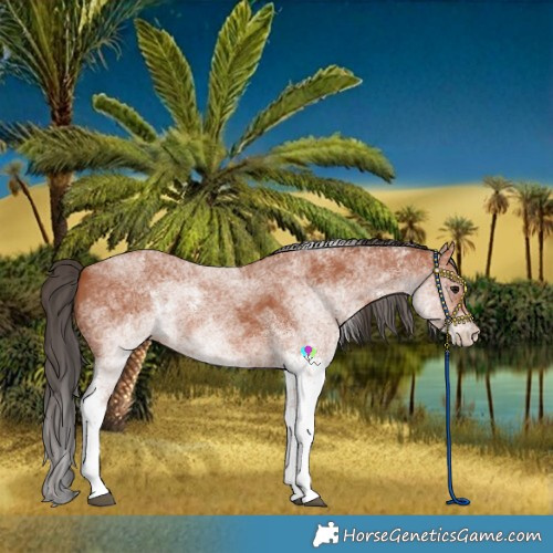 Horse Color:White Spotted Bay