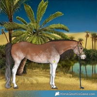 Horse Color:White Spotted Bay