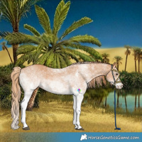Horse Color:White Spotted Chestnut