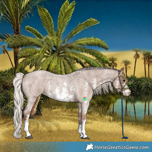 Horse Color:Silver Blue Roan Sabino