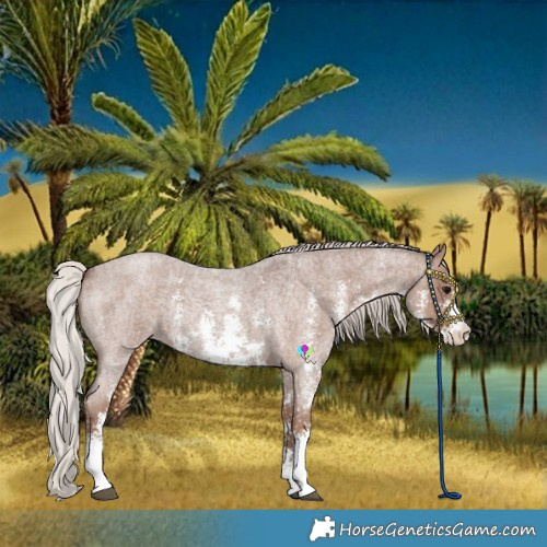 Horse Color:Silver Blue Roan Sabino 