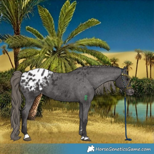 Horse Color:Smoky Black Blanket
