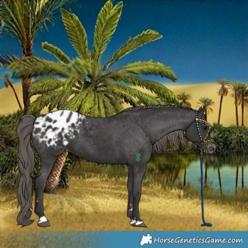 Horse Color:Smoky Black Appaloosa 