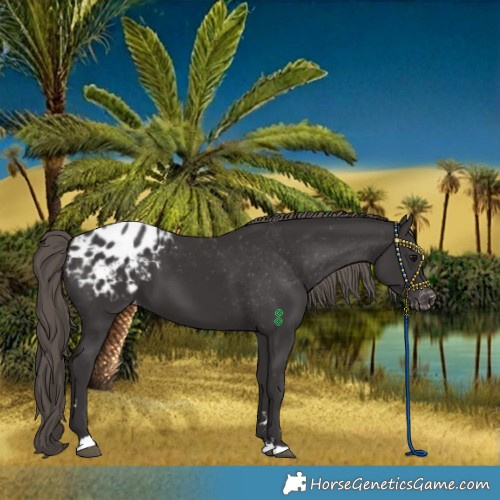 Horse Color:Smoky Black Blanket