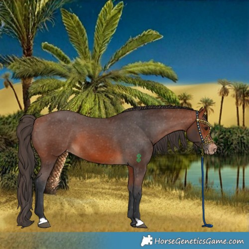 Horse Color:Bay Appaloosa 
