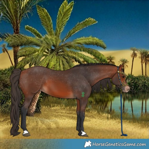 Horse Color:Bay Varnish 