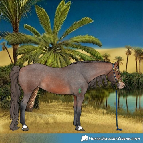 Horse Color:Bay Varnish