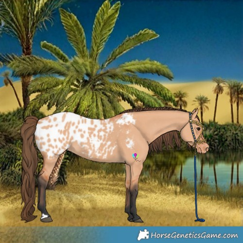 Horse Color:Bay Dun Near Leopard 