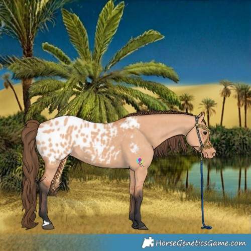Horse Color:Bay Dun Near Leopard 